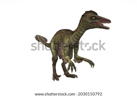Dinosaur on white  background. Troodon. 