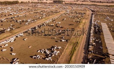 Large confined livestock breeding area. Captures cattle breeding area for slaughter. Royalty-Free Stock Photo #2030150909
