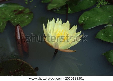Beautiful of yellow lotus flowers tropical with green leaves