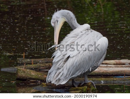White Pelican (Pelecanus onocrotalus) also known as the Eastern White Pelican.