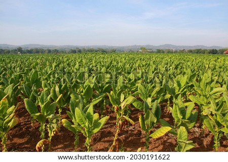 Sumenep Madura Indonesia 24 August 2021, Portraits of Rice Fields and Tobacco