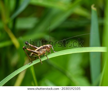 dark bush-cricket (Pholidoptera griseoaptera) on grass blade Royalty-Free Stock Photo #2030192105