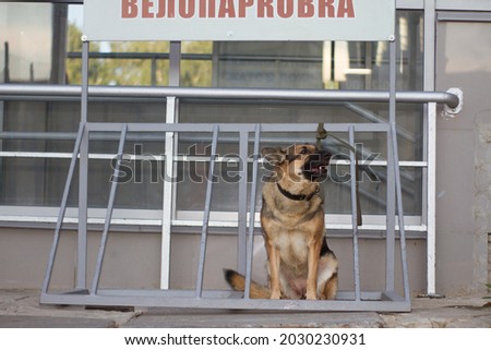 The dog is tied to a bicycle parking lot. A German Shepherd dog is tied to a bicycle parking lot, a bicycle parking sign is written above the dog.