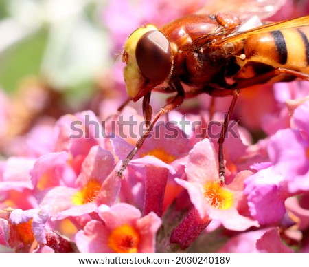 Close-up picture of baby hornet sitting on purple flowers collecting nectar, pollen and honey. Insect macro photography. Cicada killer.