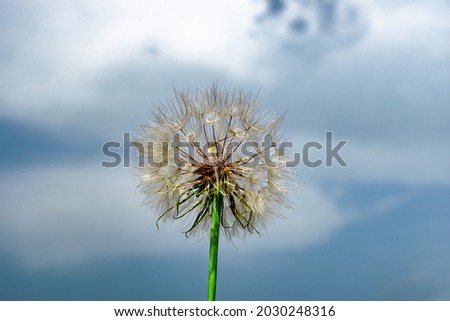 A close-up picture of an overblown dandelion where its seeds are clearly visible
