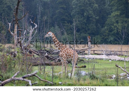 A giraffe walking through the savannah and eats some leaves from the trees. You see some other giraffes in the background. The giraffe is one of the biggest animal on earth.