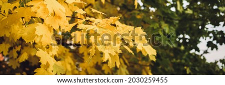 autumn city park or forest in sunny fall day. branches of maple trees with orange falling leaves. good weather. banner