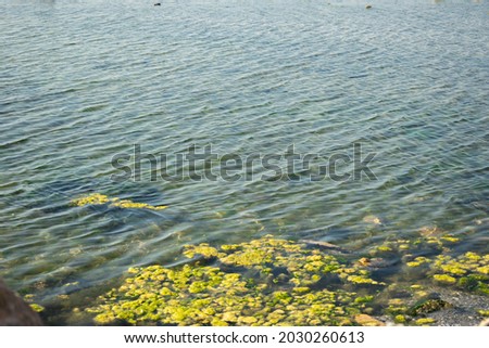 Green algae on the seashore. Selective focus