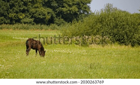 Young horse  on meadow, Grazing brown horses in a pasture.