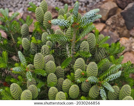 Korean fir or Abies koreana, green immature cones stand upright on the branches next to needle-like leaves, close up. European silver fir is evergreen, coniferous tree in the family Pinaceae. Royalty-Free Stock Photo #2030266856