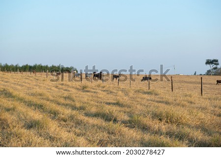 Beef cattle grazing on a hot day under intense sun and very dry grass during the Brazilian autumn. Extensive beef cattle rearing system - livestock in countryside of Brazil.