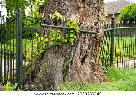 A Photo of nature taking back what's hers, a tree breaking trough a fence Royalty-Free Stock Photo #2030289845