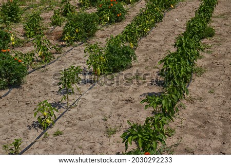 Picture taken in the garden with rows of bell peppers!