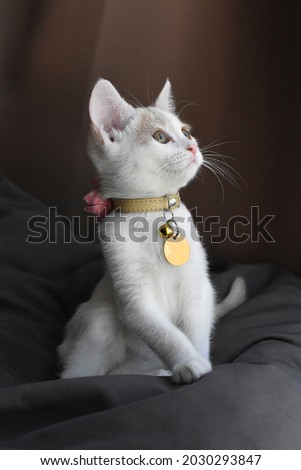 cute kitten looking camera right with visible collar, bow, bell and ID tag
