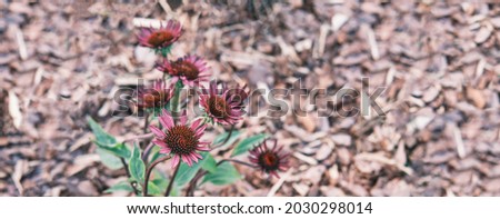 Echinacea purpurea, blooming plant with purple colored flowers as floral summer background. Selective focus. Banner