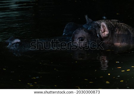 a Hippo in the water at a Zoo