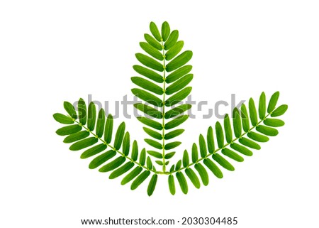 Tropical leaf of palm on white isolated background