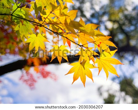 Yellow maple leaves in autumn season with bokeh background