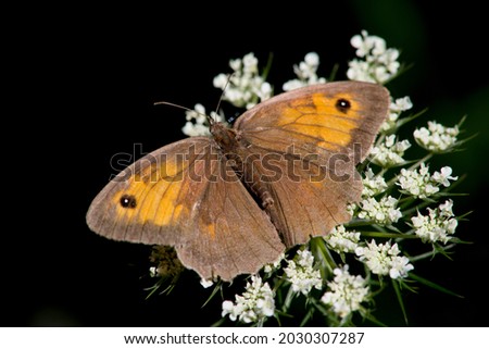 Coenonympha pamphilus is widespread in the Palaearctic, from the British Isles through Europe to East Asia. Royalty-Free Stock Photo #2030307287
