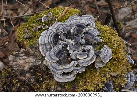 Turkey tail mushroom, in Latin called Coriolus versicolor and Polyporus versicolor. It is a common polypore mushroom used for medicinal purposes. It grows in concentric zones of different colors. Royalty-Free Stock Photo #2030309951