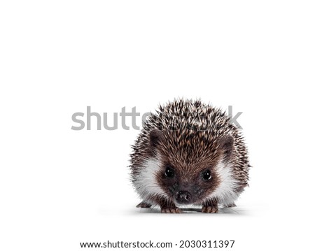 Cute full mask African Pygme Hedgehog, standing facing front. Looking straight to camera. Isolated on white background.