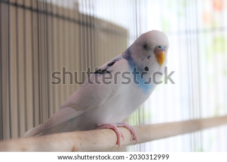 Cute white budgies in cage, outdoors, pet budgie, funny budgie, budgie kissing, love birds Royalty-Free Stock Photo #2030312999