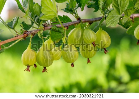 Green gooseberry berries on a green background on a summer day macro photography. Green berries hanging on a branch of a gooseberry bush close-up photo in summertime.