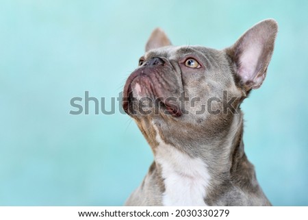 Head of lilac brindle French Bulldog dog with yellow eyes looking up in front of blue wall Royalty-Free Stock Photo #2030330279
