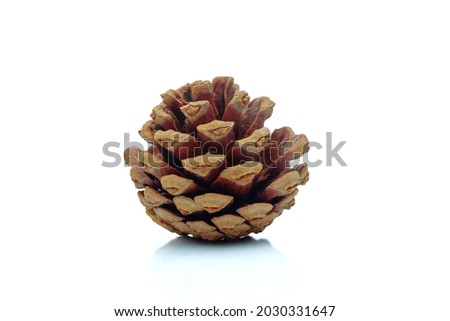 fir cone isolated on white background