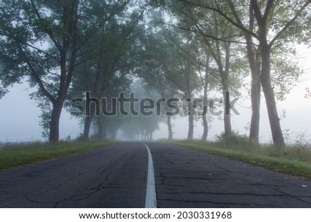 beautiful but terrible deserted road with old trees along it in thick fog. horror movie concept.