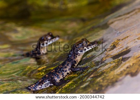 African dwarf crocodile baby, its scientific name is Osteolaemus tetraspis Royalty-Free Stock Photo #2030344742