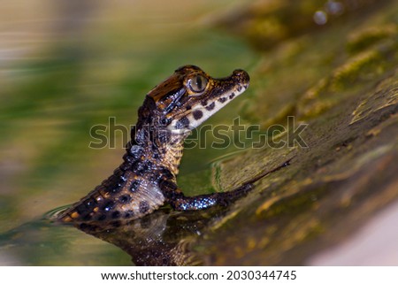 African dwarf crocodile baby, its scientific name is Osteolaemus tetraspis Royalty-Free Stock Photo #2030344745