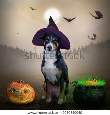 Dog on a background of Halloween, Appenzeller sennenhund