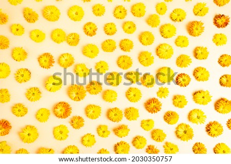 Natural fresh yellow flowering heads of chrysanthemums flowers on light yellow, beige background. Floral pattern. Autumn natural concept. Flat lay. Top view.