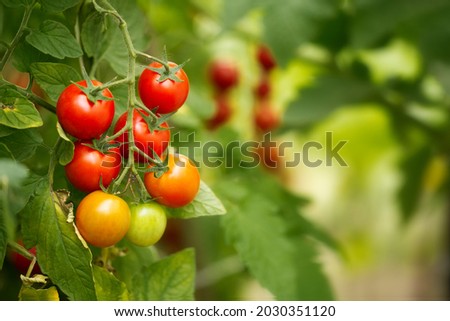 Tasty ripe cherry tomatoes on a vine inside a greenhouse. Shallow depth of field