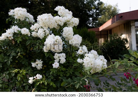 Picture of white hydrangea garden