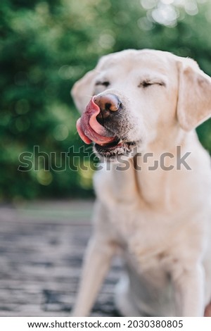 The dog licks its lips. Portrait of a dog. Author's processing. Labrador. Focus On Dog Tongue