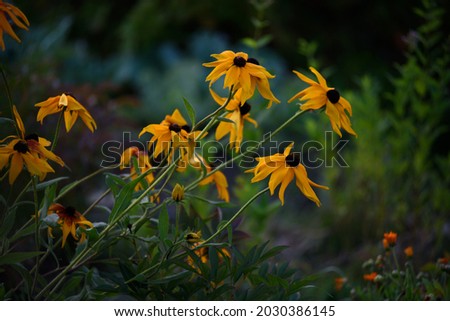 Rudbeckia before sunset in the backlight in the setting sun.
