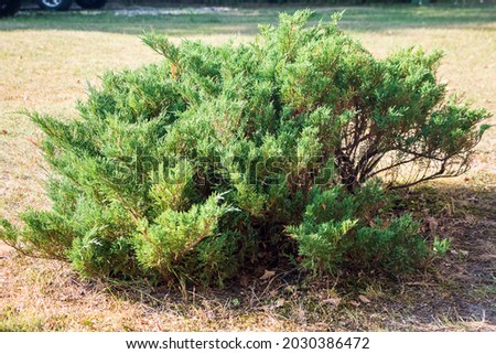 Juniperus communis, the common juniper. It is a small coniferous evergreen tree or shrub. Royalty-Free Stock Photo #2030386472