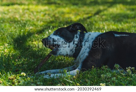 dog playing with a stick in the park, white dog with black spots biting a stick, dog lying on the grass with his toy