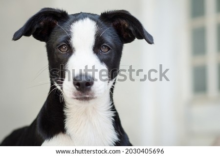 cute black and white happy dog