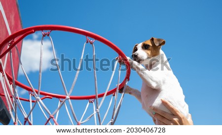 Bottom view of Jack Russell Terrier dog scoring a goal in a basketball basket against a blue sky background