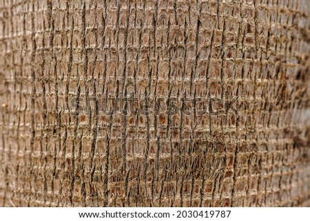 Macro closeup of palm tree trunk texture