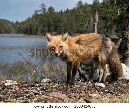 Red Fox close-up profile side view with blue sky, water and forest background landscape scenery in the springtime  in its environment and habitat. Fox Image. Picture. Portrait.