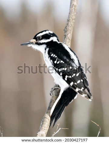 Woodpecker female close-up profile view climbing tree branch and displaying feather plumage in its environment and habitat in the forest with a blur background. Woodpecker Stock Photo and Image.