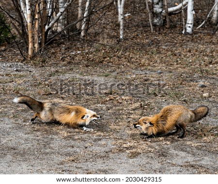 Red fox couple interacting with birch trees background in the springtime displaying open mouth, teeth, tongue, fox tail, fur, in their environment and habitat . Picture. Portrait. Photo. Fox Image.