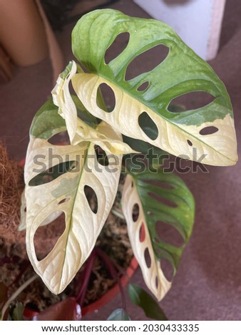 variegated monstera adansonii rare plant Royalty-Free Stock Photo #2030433335