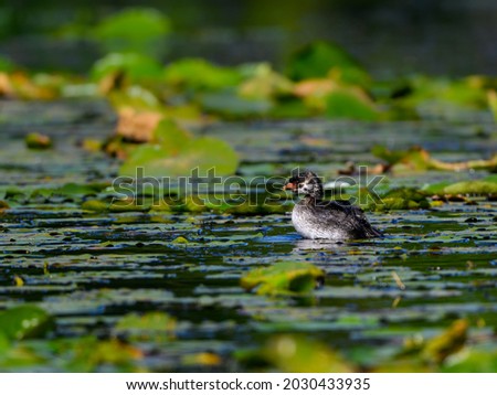 Pied-billed Grebe Chick Swimming on the Pond