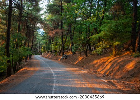 A road in the forest of pines and oaks.