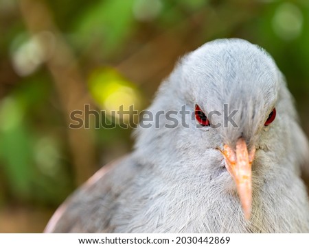 A closeup of a Cagou or Kugu,an uncommon native bird from New Caledonia, in its natural environment. Wildlife Animal Concept.